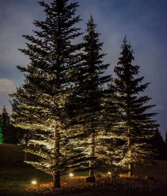 Gemstone outdoor flood lights uplighting pine trees at dusk